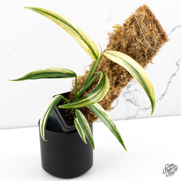 Epipremnum Amplissimum Albo Variegated (wk47-H)