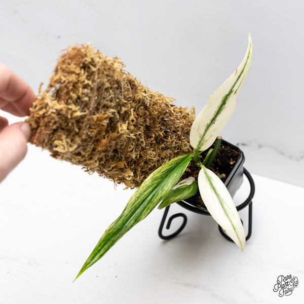 Epipremnum Amplissimum Albo Variegated (wk49-A)