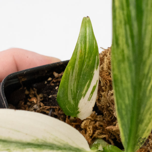 Epipremnum Amplissimum Albo Variegated (wk49-A)