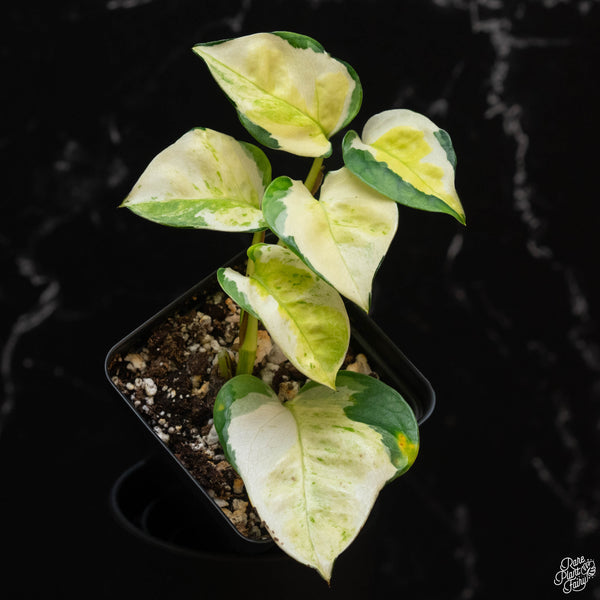 white variegated global green pothos Epipremnum aureum 'Japanese Global' *Grower's Choice* – Rare Plant Fairy