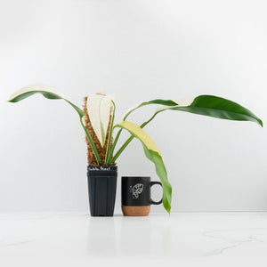 Epipremnum Giganteum Albo Variegated 'White Pearl' (wk36-L227)