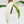 Epipremnum Giganteum Albo Variegated 'White Pearl' (wk36-L227)