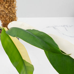 Epipremnum Giganteum Albo Variegated 'White Pearl' (wk36-L227)
