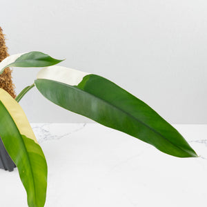 Epipremnum Giganteum Albo Variegated 'White Pearl' (wk36-L227)