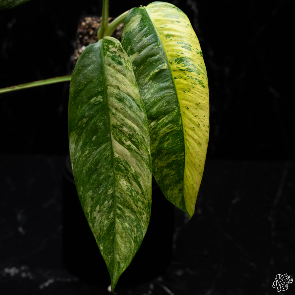 epipremnum giganteum variegata Epipremnum Giganteum Marble Variegated *Grower's Choice* – Rare Plant Fairy