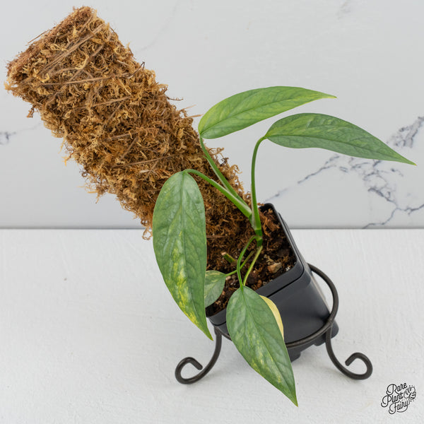 Epipremnum Pinnatum 'Cebu Blue' Variegated (wk49-K)