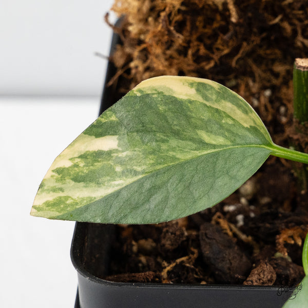 Epipremnum Pinnatum 'Cebu Blue' Variegated (wk49-K)