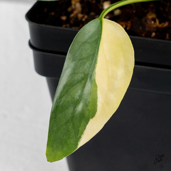 Epipremnum Pinnatum 'Cebu Blue' Variegated (wk49-K)