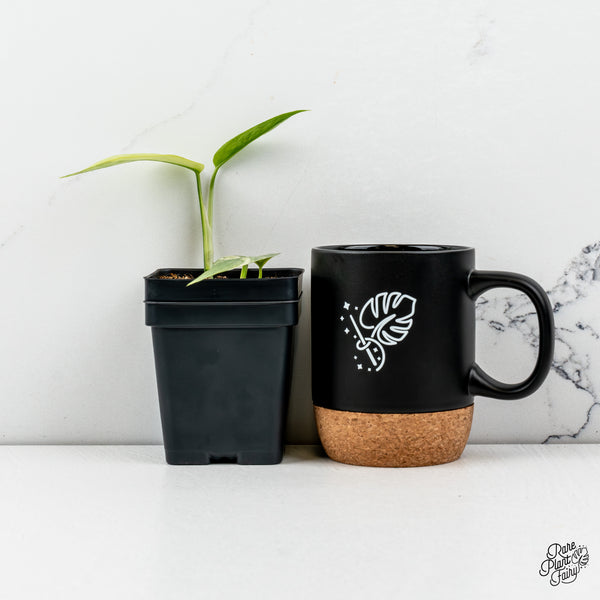 Epipremnum Pinnatum 'Cebu Blue' Variegated (wk50-N)