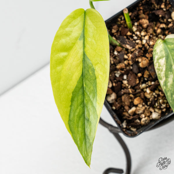 Epipremnum Pinnatum 'Cebu Blue' Variegated (wk50-N)