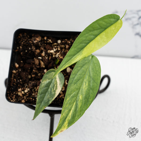 Epipremnum Pinnatum 'Cebu Blue' Variegated (wk52-J)