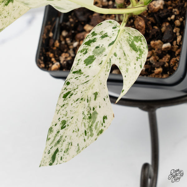 Epipremnum sp. Philippines Albo Variegated (wk4-B)