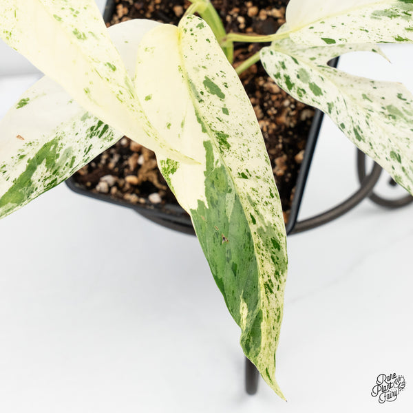 Epipremnum sp. Philippines Albo Variegated (wk4-B)