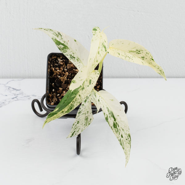 Epipremnum sp. Philippines Albo Variegated (wk4-B)