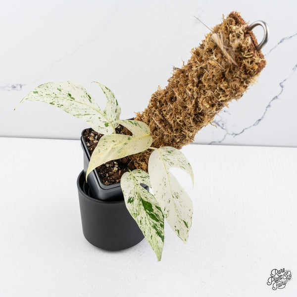 Epipremnum sp. Philippines Variegated (wk42-C)