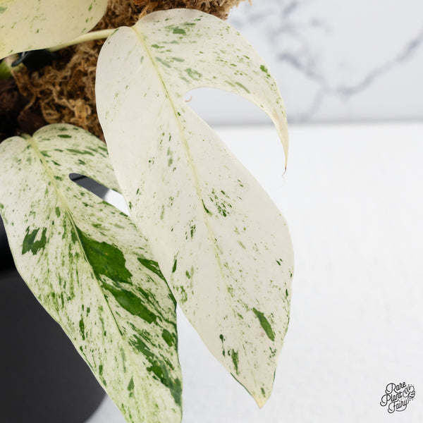 Epipremnum sp. Philippines Variegated (wk42-C)