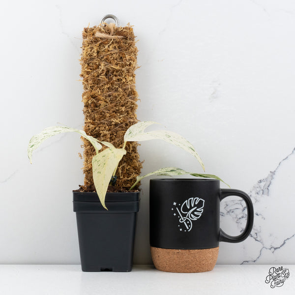 Epipremnum sp. Philippines Variegated (wk42-C)