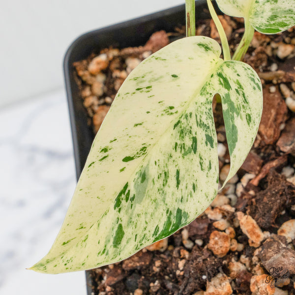 Epipremnum sp. Philippines Albo Variegated (wk3-E)