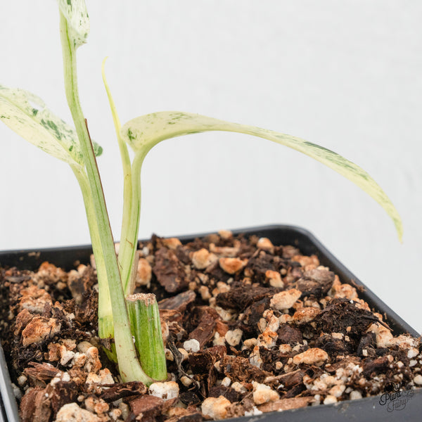 Epipremnum sp. Philippines Albo Variegated (wk3-E)