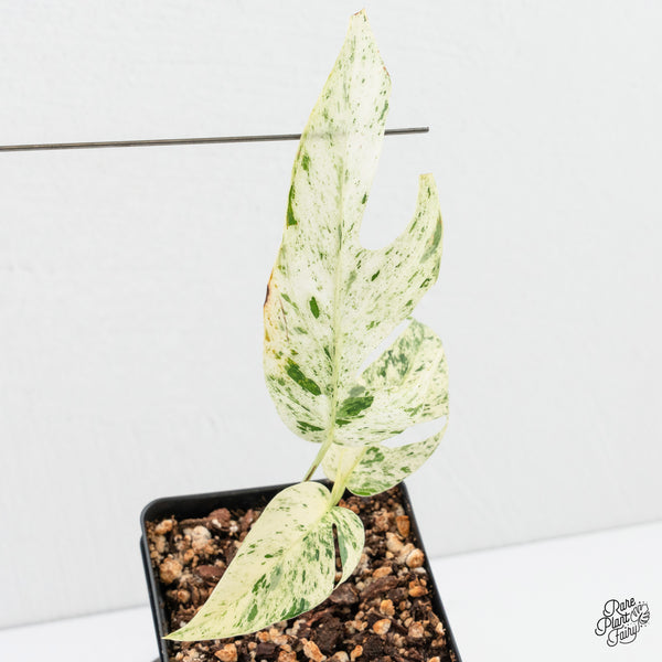 Epipremnum sp. Philippines Albo Variegated (wk3-E)