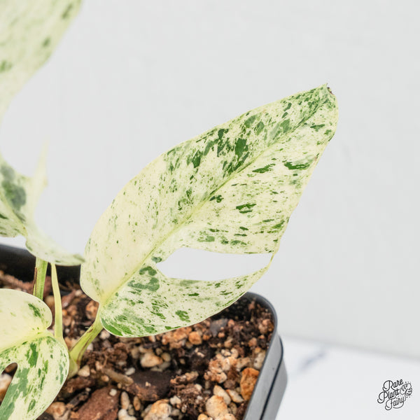Epipremnum sp. Philippines Albo Variegated (wk3-E)