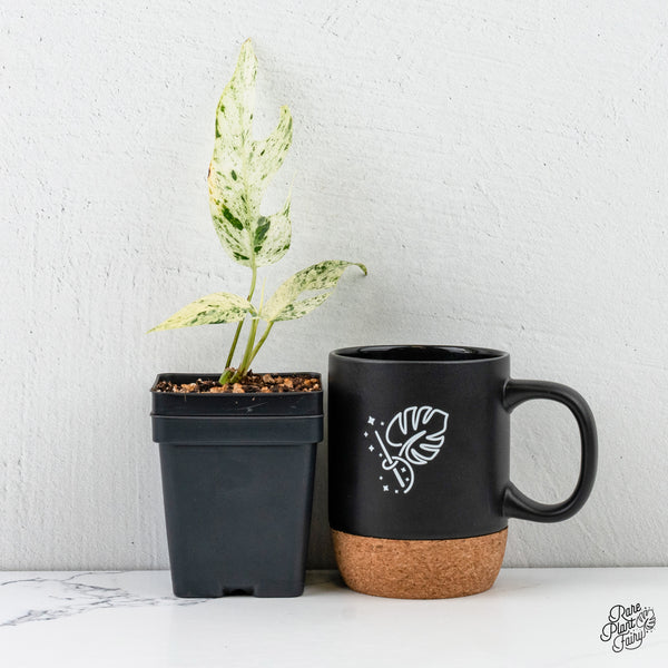 Epipremnum sp. Philippines Albo Variegated (wk3-E)