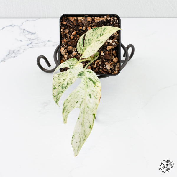 Epipremnum sp. Philippines Albo Variegated (wk3-E)