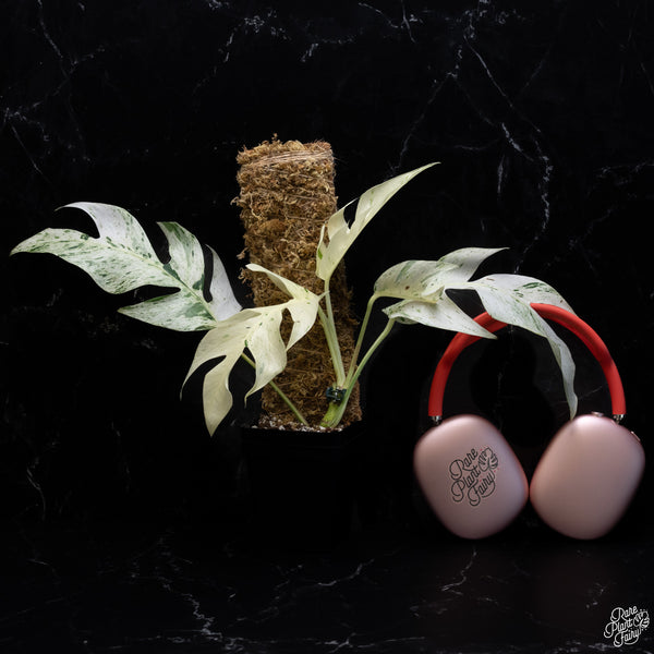 Epipremnum sp. Philippines Variegated (wk30-O)