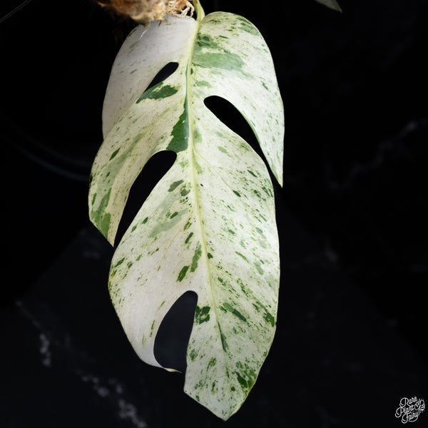 Epipremnum sp. Philippines Variegated (wk30-O)