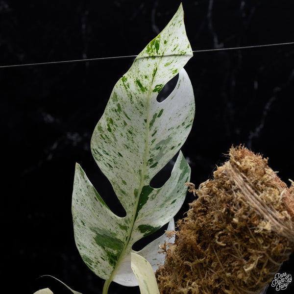 Epipremnum sp. Philippines Variegated (wk30-O)