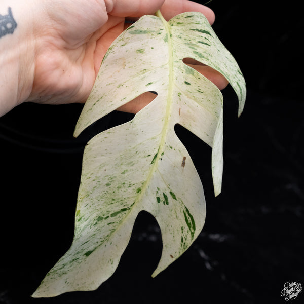 Epipremnum sp. Philippines Variegated (wk30-O)