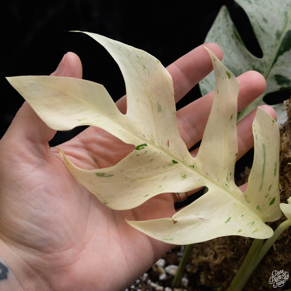 Epipremnum sp. Philippines Variegated (wk30-O)