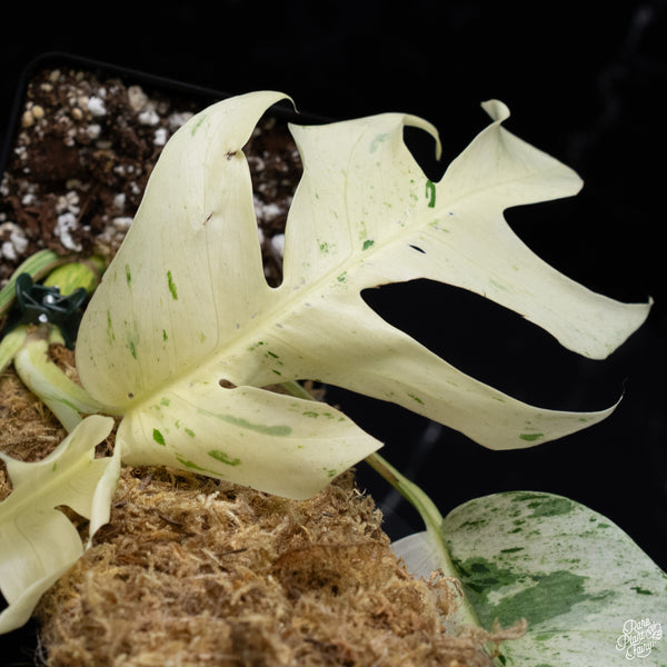 Epipremnum sp. Philippines Variegated (wk30-O)