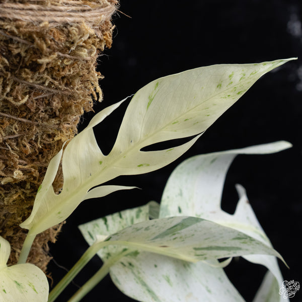 Epipremnum sp. Philippines Variegated (wk30-O)