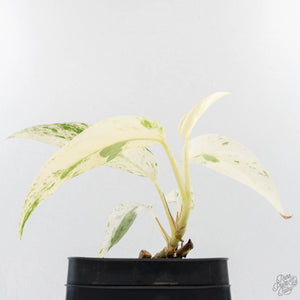 Epipremnum sp. Philippines albo variegated (wk27-I)