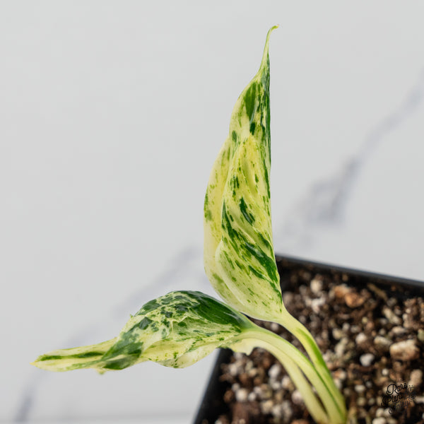 Epipremnum Teruno 'Love Song' Variegated (wk50-A)
