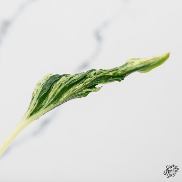 Epipremnum Teruno 'Love Song' Variegated (wk50-A)