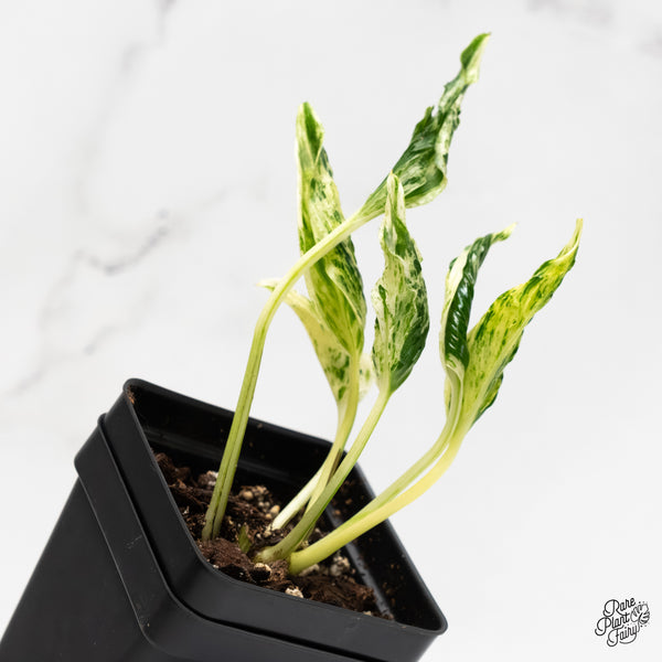 Epipremnum Teruno 'Love Song' (wk6-C)