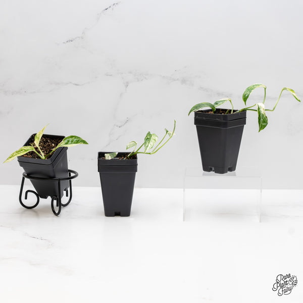 Epipremnum hanoman sp. 'Bali'  *Grower's choice*