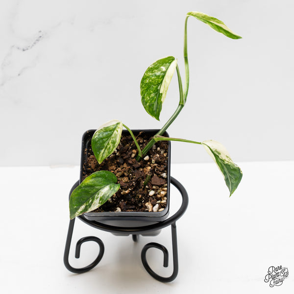 Epipremnum hanoman sp. 'Bali'  *Grower's choice*