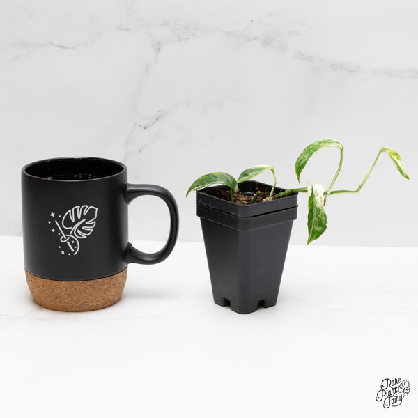 Epipremnum hanoman sp. 'Bali'  *Grower's choice*