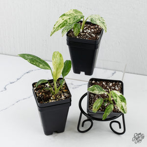 Epipremnum Giganteum Marble Variegated *Grower's Choice*