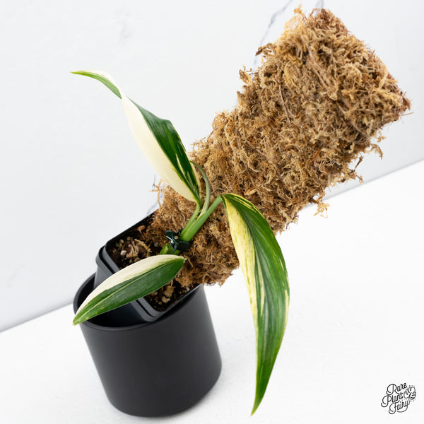 Epipremnum Amplissimum Albo Variegated (wk43-B)