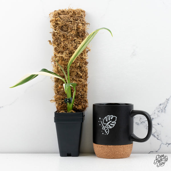 Epipremnum Amplissimum Albo Variegated (wk43-B)