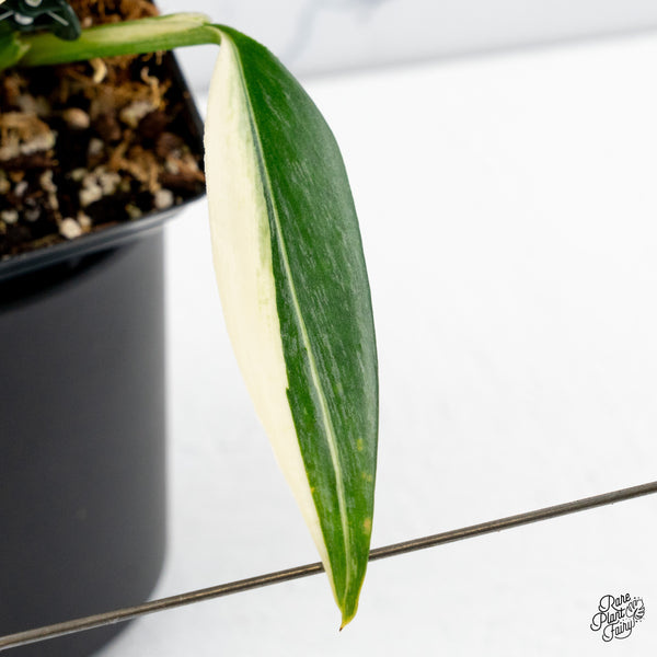 Epipremnum Amplissimum Albo Variegated (wk43-B)