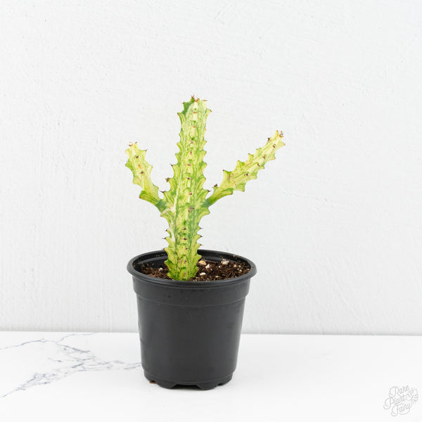 Euphorbia trigona variegated *Grower's Choice*