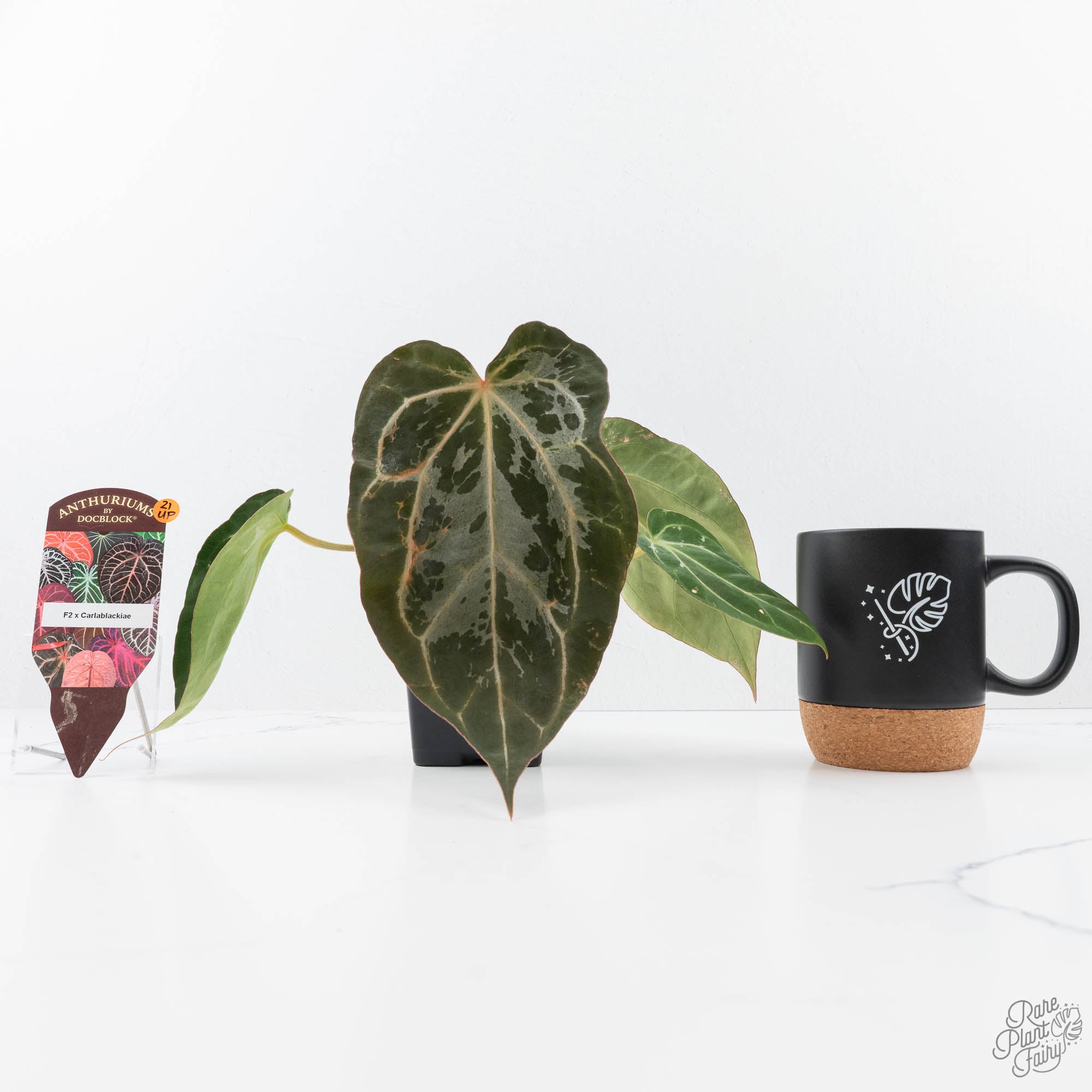Anthurium DocBlock F2 x Carlablackiae by DocBlock® (wk21-UP) *Blister  Variegated*