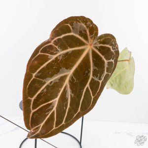 Anthurium DocBlock F2 x Carlablackiae by DocBlock® (wk29-G) *Blister Variegated*