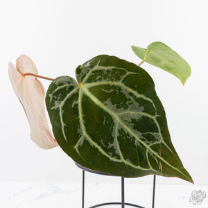 Anthurium DocBlock F2 x Carlablackiae by DocBlock® (wk29-G) *Blister Variegated*