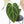 Anthurium DocBlock F2 x Carlablackiae by DocBlock® (wk29-G) *Blister Variegated*